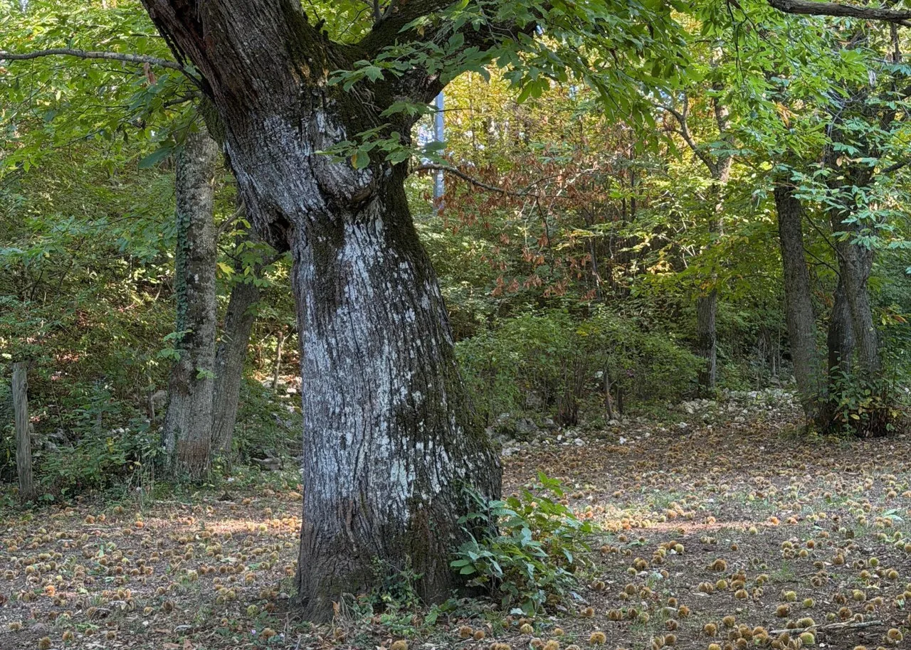 Castagneto storico nel territorio di Segni