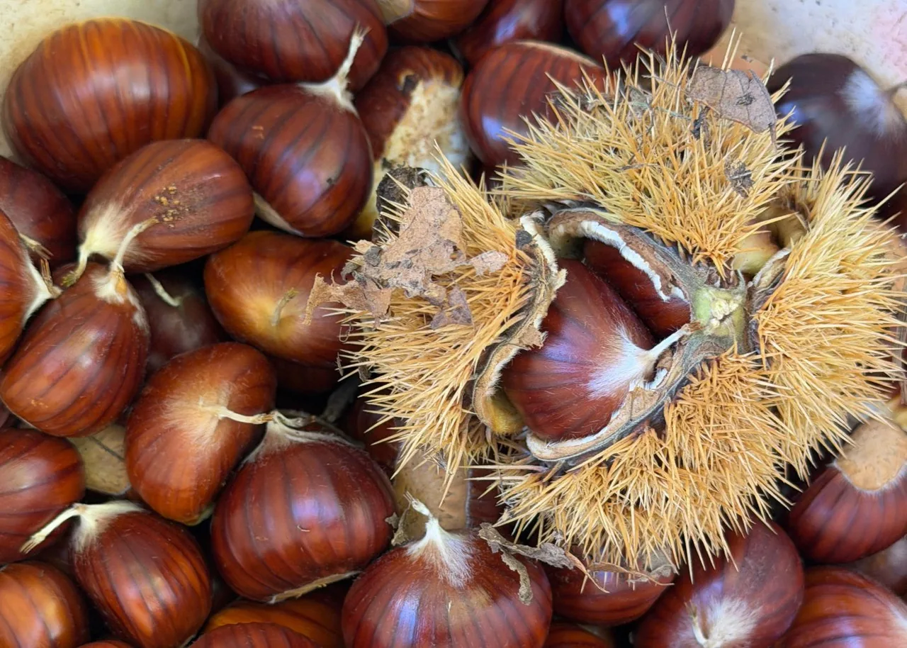 Marroni Segnini appena raccolti
