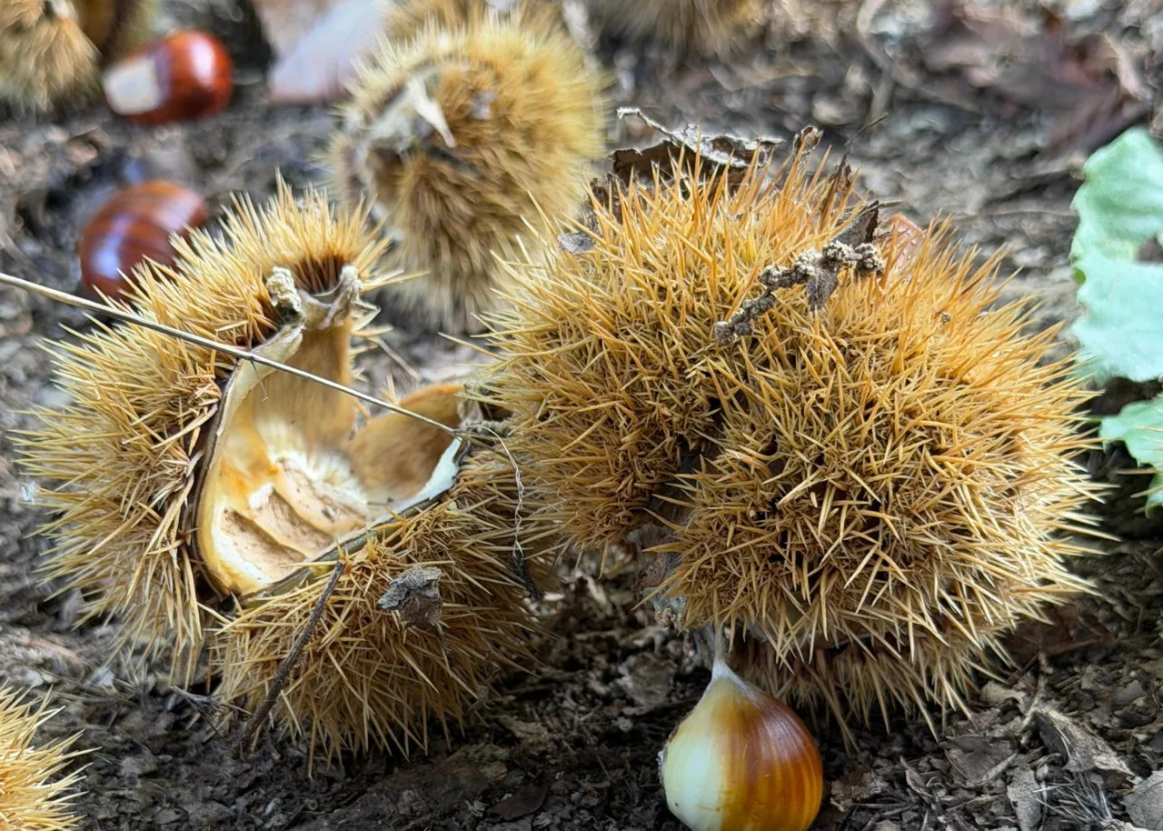 Ricci e marroni del raccolto autunnale