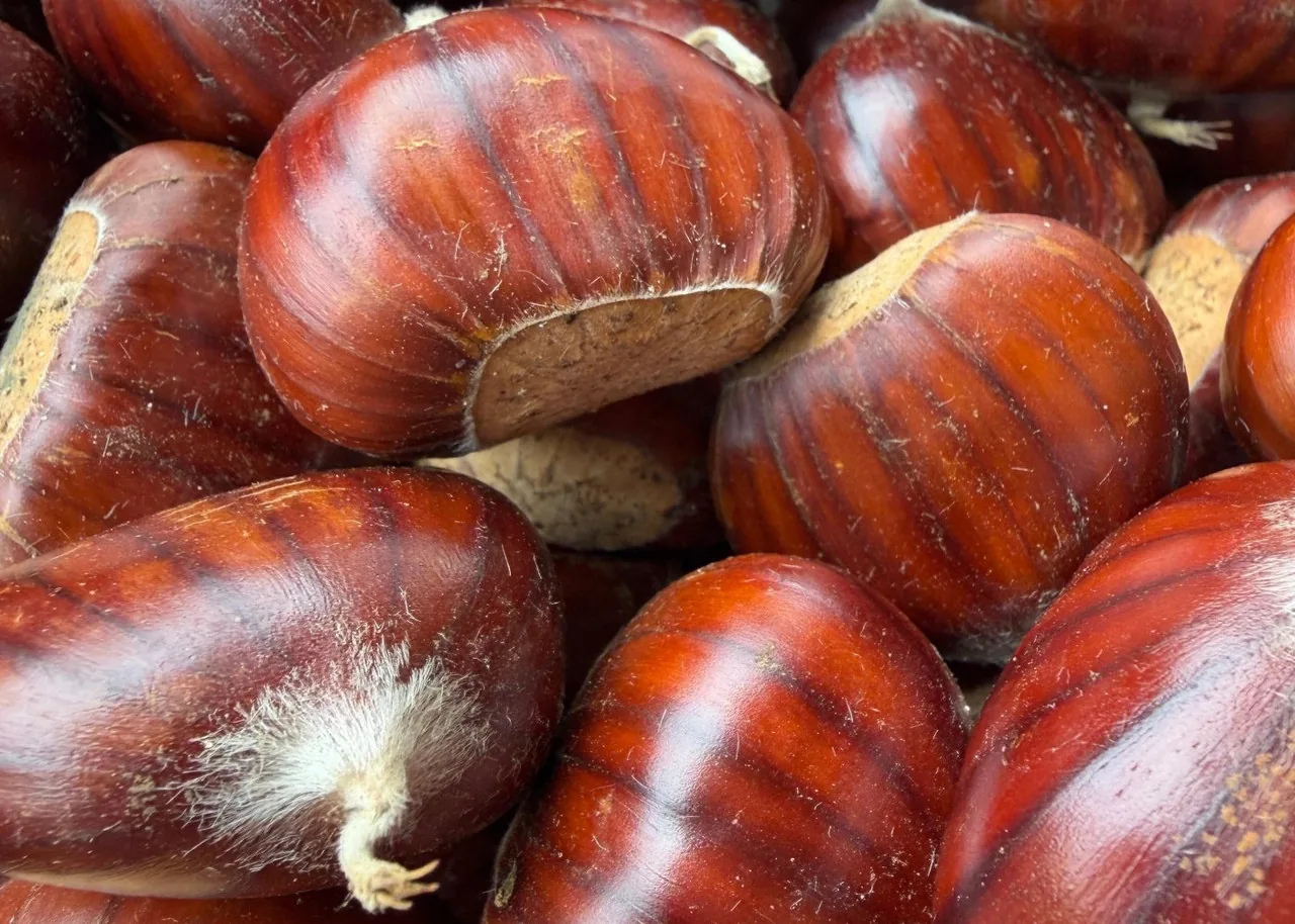 Dettaglio ravvicinato dei Marroni Segnini
